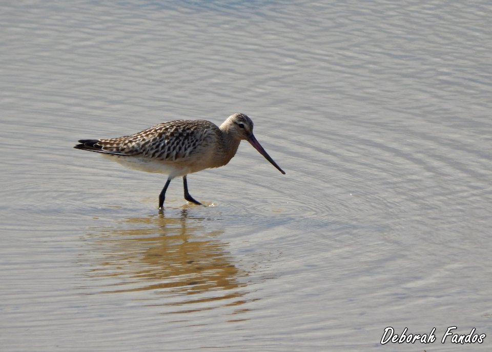 Aguja colipinta (Limosa lapponica)