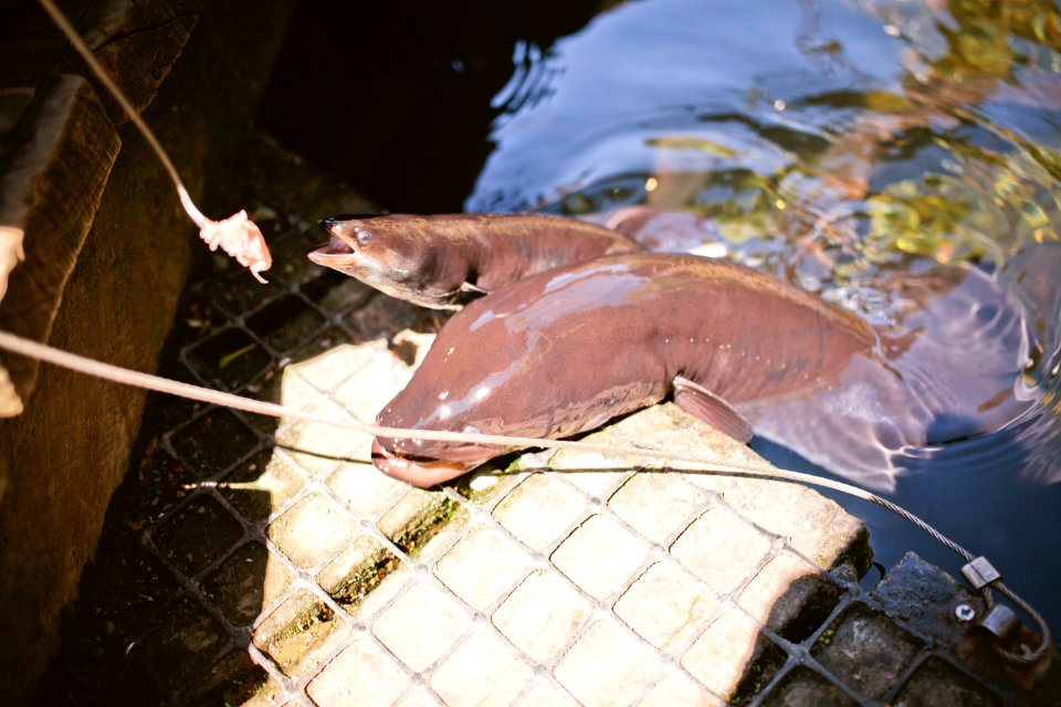 Willowbank Wildlife Reserve