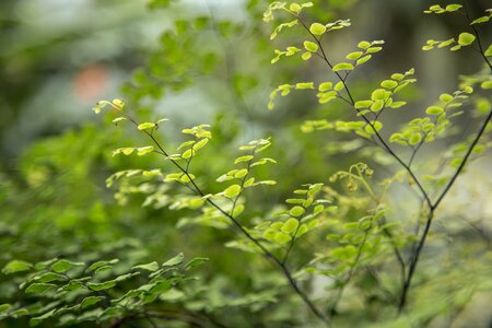 Green leaf nature
