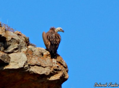 Buitre leonado (Gyps fulvus) photo