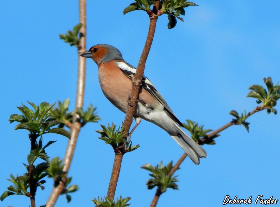 Pinzón vulgar (Fringilla coelebs)