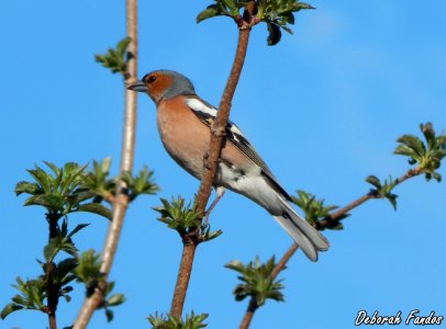 Pinzón vulgar (Fringilla coelebs) photo