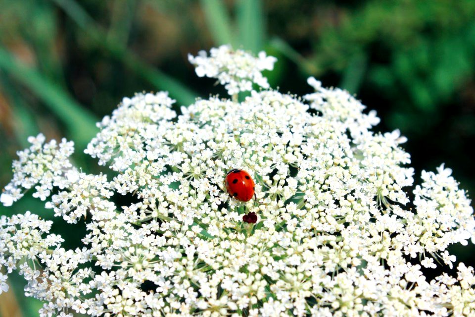 Божья коровка ( ladybug )