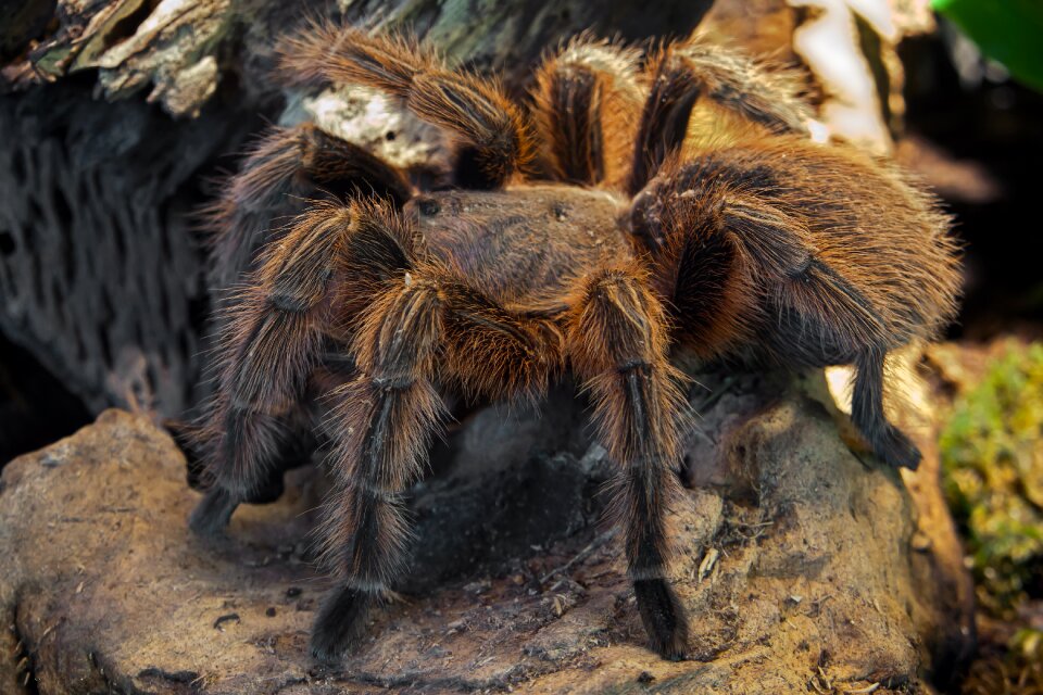 Arachnophobia creepy hairy