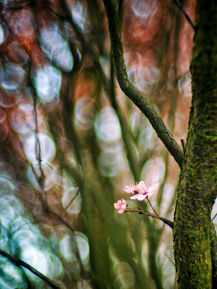 Cherry blossom