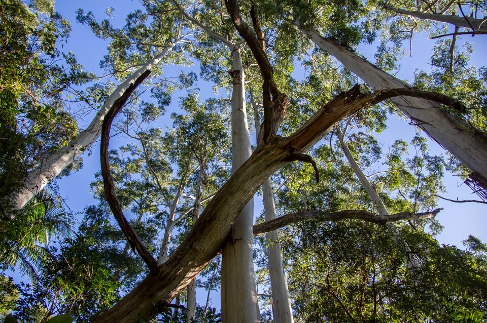 Rain forest forest australia