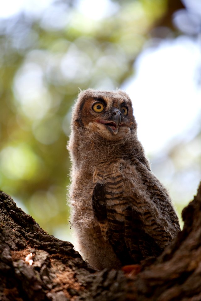Great Horned Owl fledgling