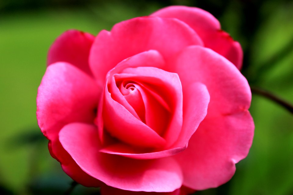 A rose by any other name