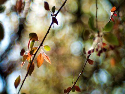 Colorful leaves