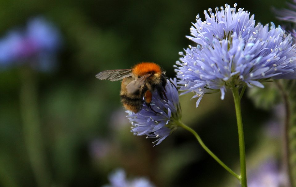 Gilia capitata with Bee