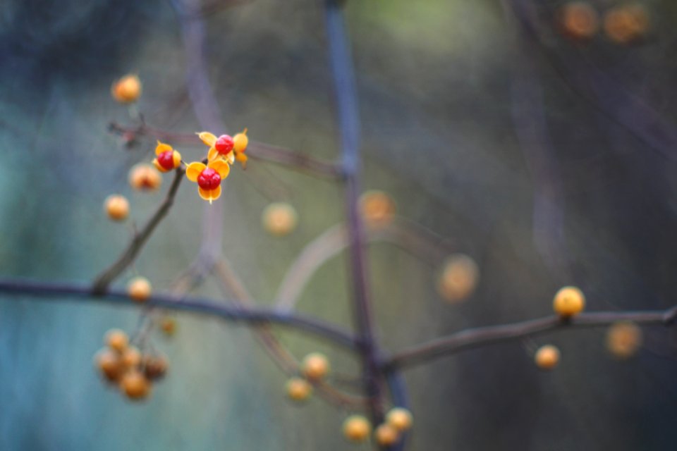 In the garden photo