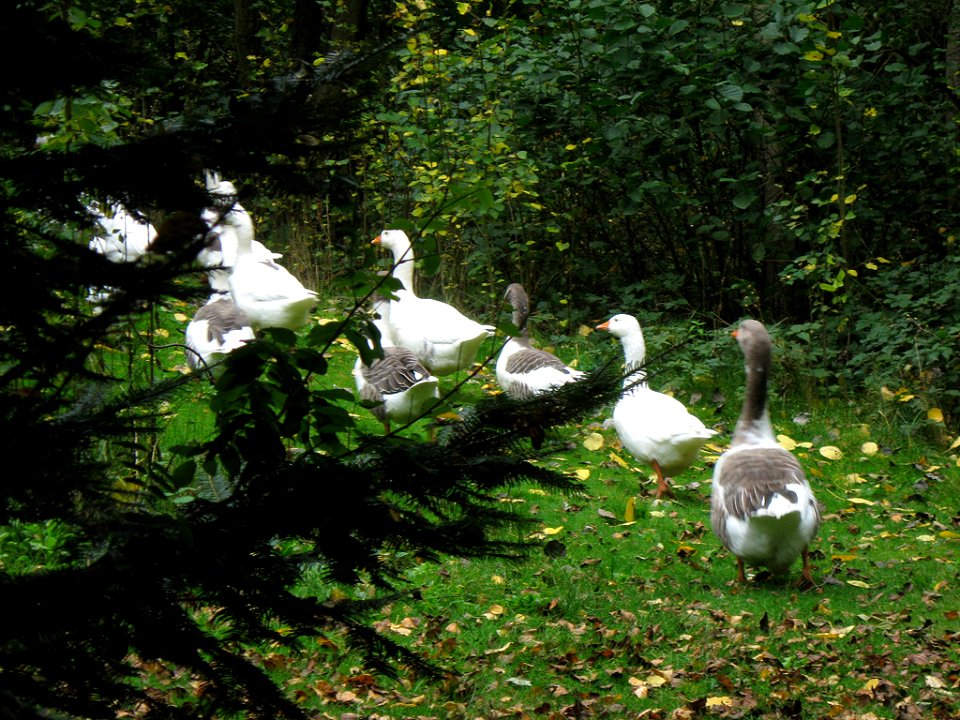 Center Parcs De Kempervennen