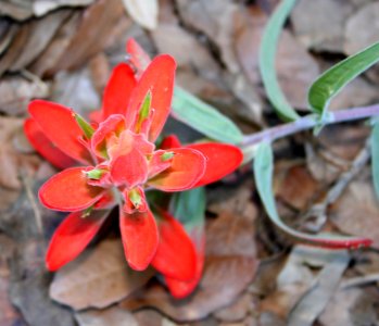 Indian Paintbrush