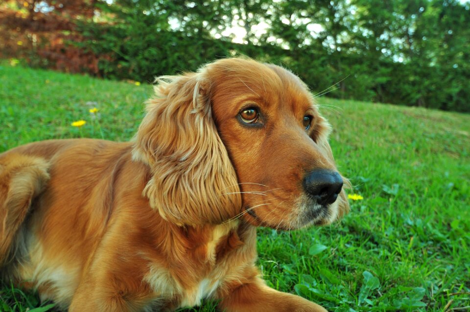 Wow pets cocker spaniel