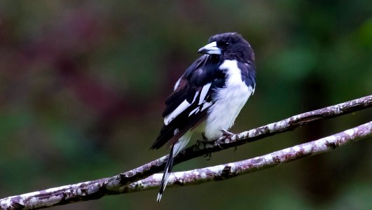 Cracticus-nigrogularis