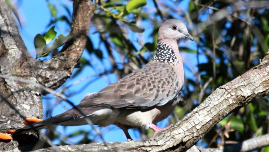 Streptopelia-chinensis