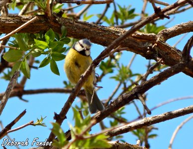 Herrerillo común (Cyanistes caeruleus) photo