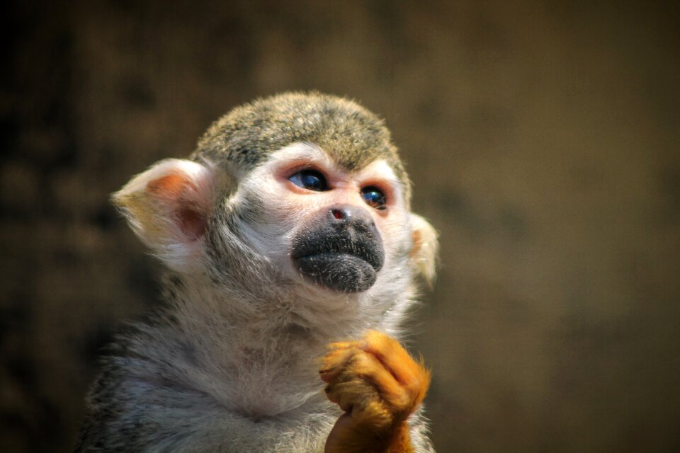 Tamarin makiféle vöröskezű tamarin