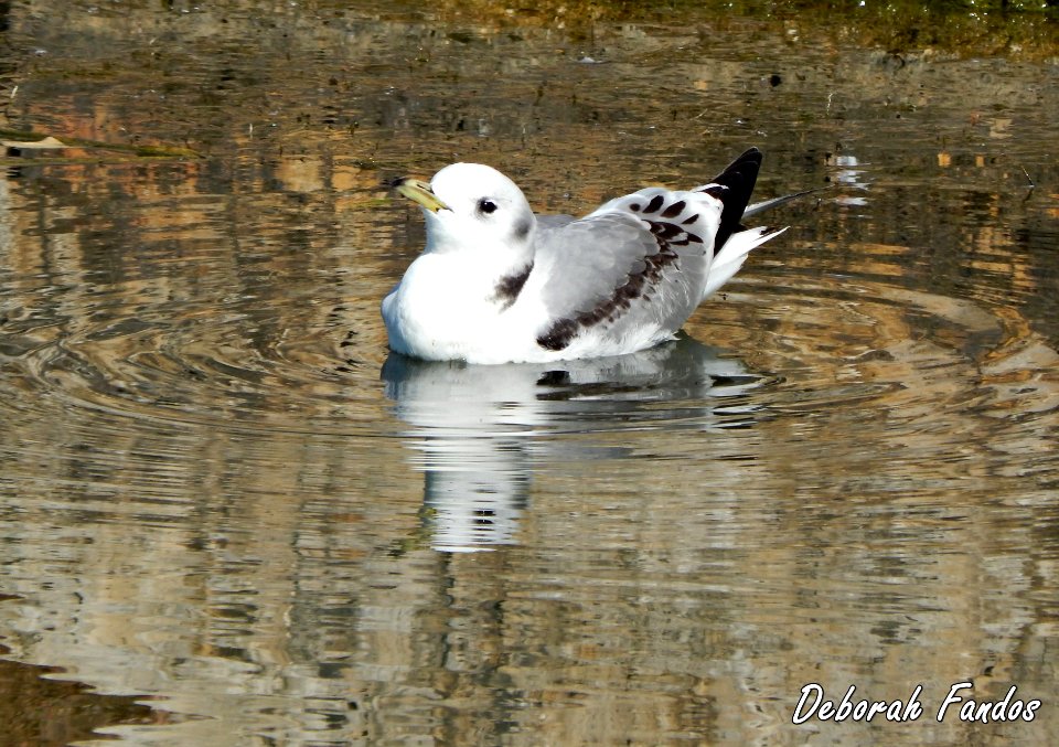Gaviota tridáctila (Rissa tridactyla)