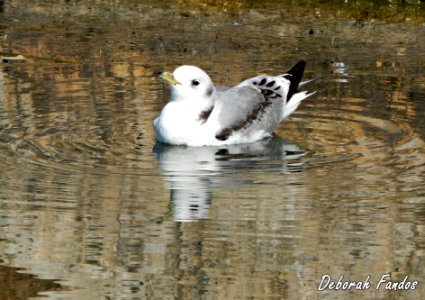 Gaviota tridáctila (Rissa tridactyla)