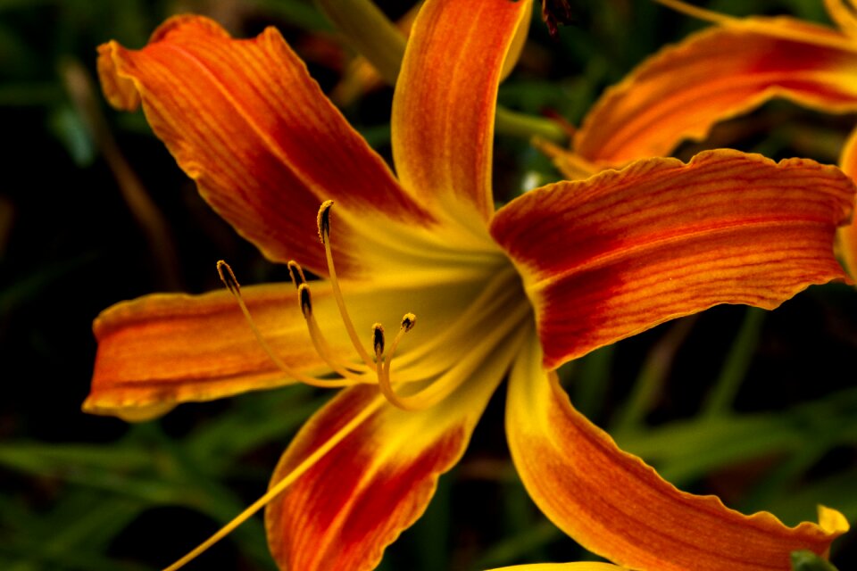 Garden lily nature