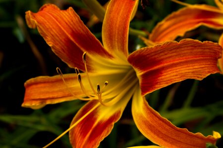 Garden lily nature photo