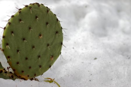 Obligatory Cactus on Snow Shot