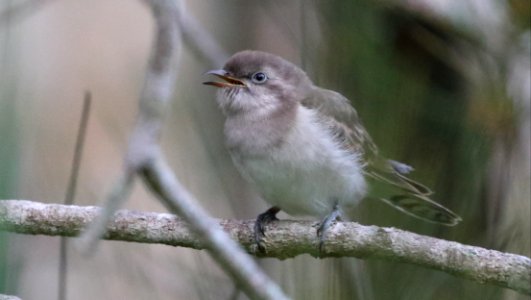 Chrysococcyx-basalis