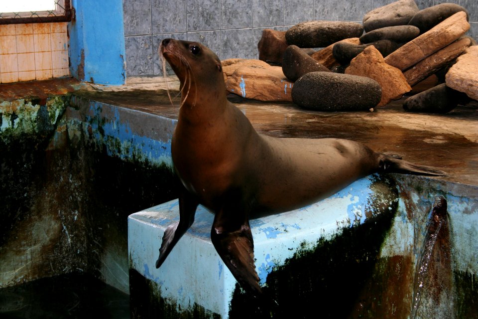 Center Stage Seal