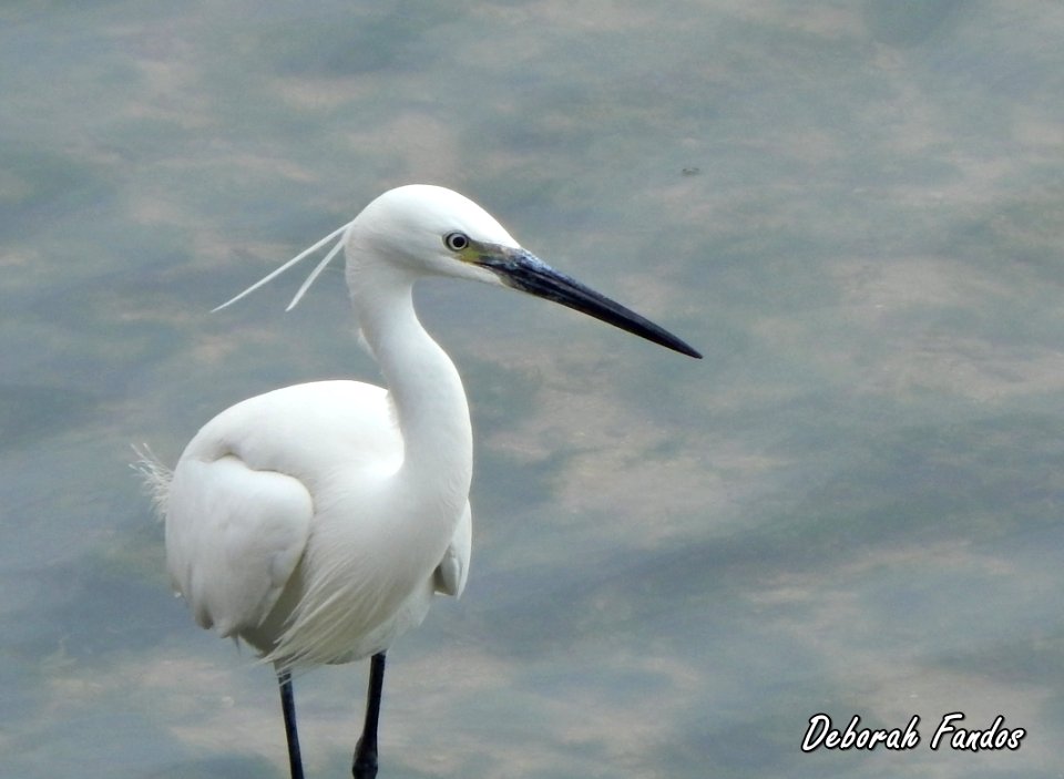 Garceta común (Egretta garzetta)
