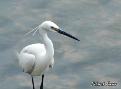 Garceta común (Egretta garzetta)