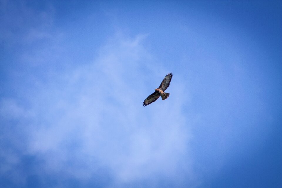 Skies nature animals
