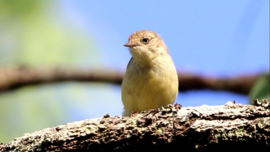 20180218 Lake Manchester Buff-rumped Thornbill RichardFuller