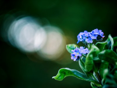 Forget me not photo