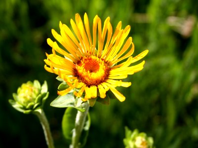 Flower Power