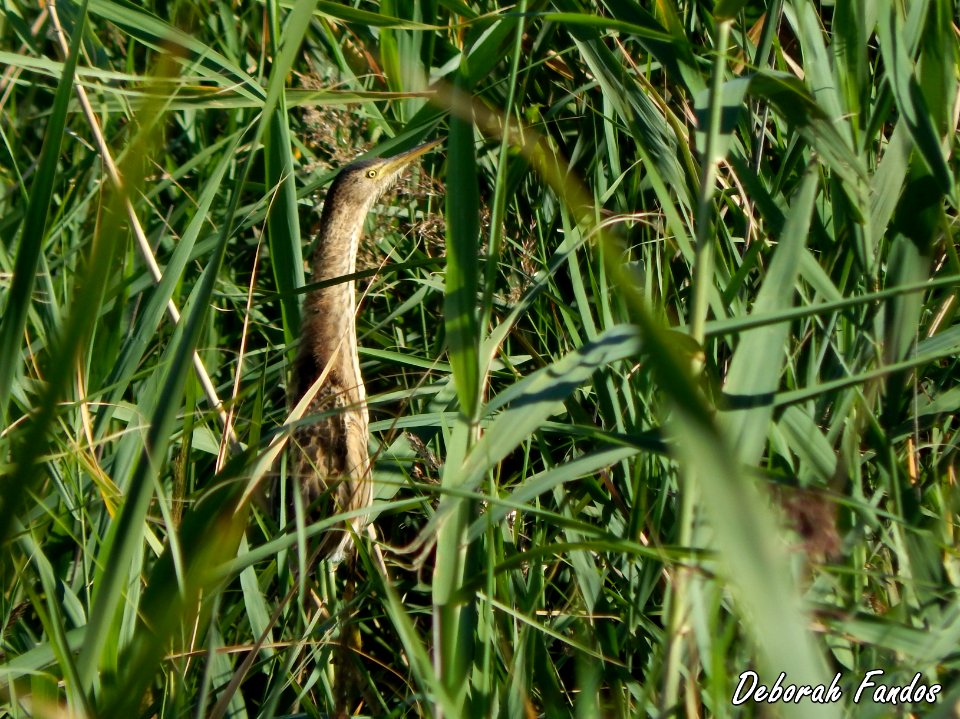 Avetorillo (Ixobrychus minutus) photo