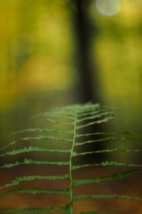 Fern photo