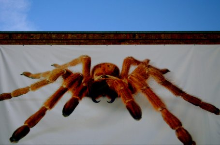 There is a Tarantula On My Building photo