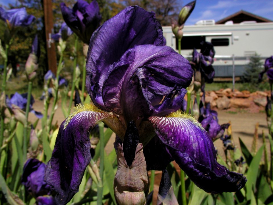 More Irises from Strawberry