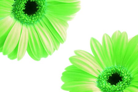 Nature floral flower