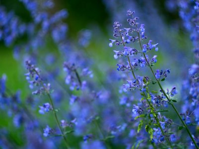 Catmint photo