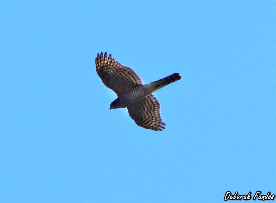 Gavilán (Accipiter nisus)