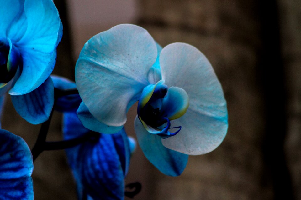 Garden exotic plant plant