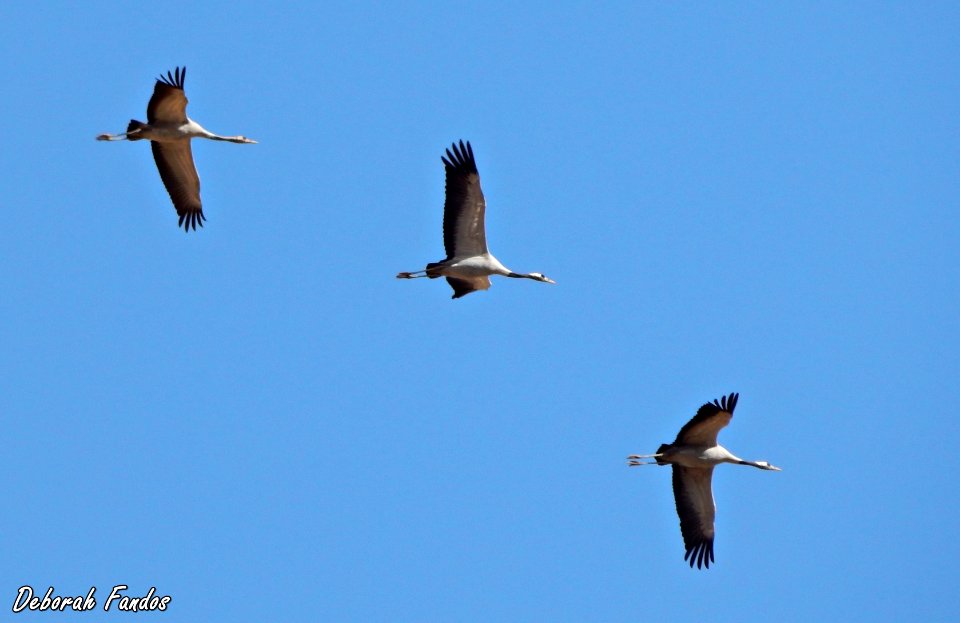 Grullas (Grus grus)