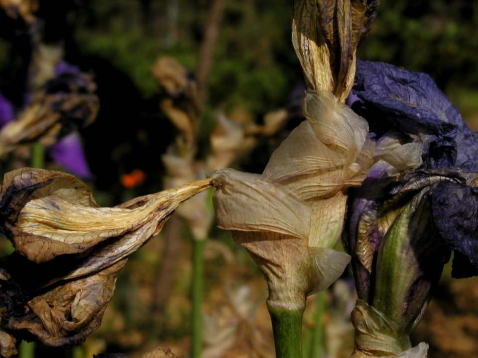 Flowers from Strawberry