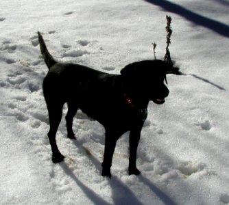 Toss Me a Snowball