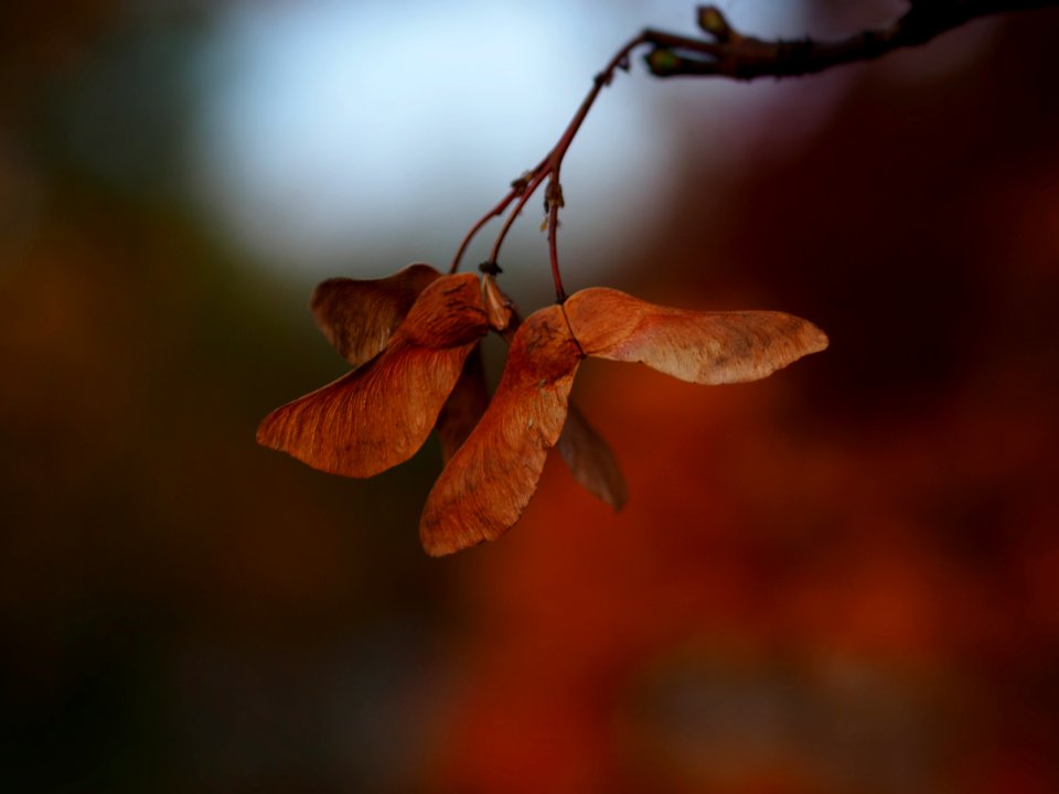 Autumn