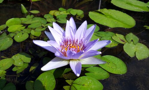 Material pond flower
