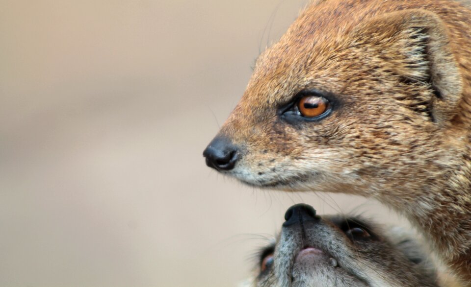 Desert desert animals animal
