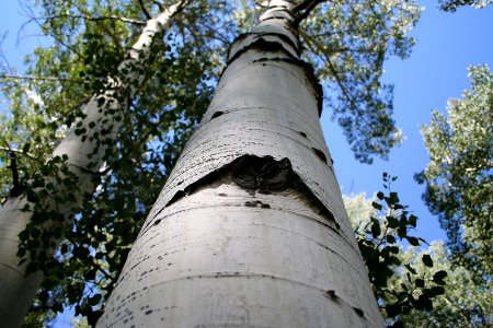 Aspen Up